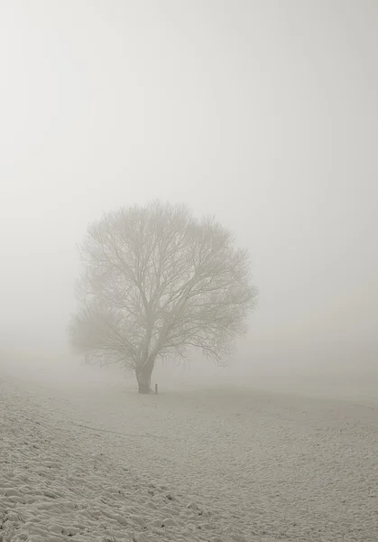 Träd och snö — Stockfoto