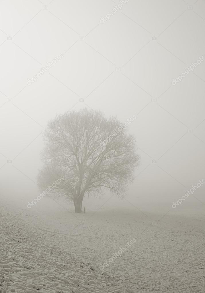 tree and snow