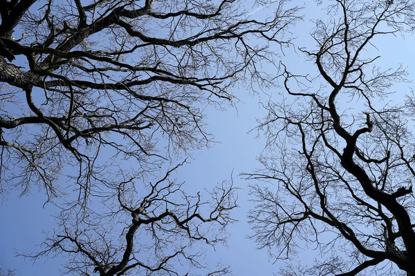 Treetops of oaks — Stock Photo, Image