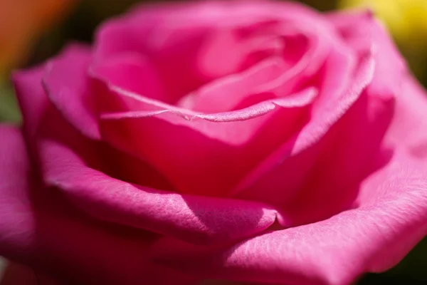 Bloemblaadjes van een bloeiende roos — Stockfoto