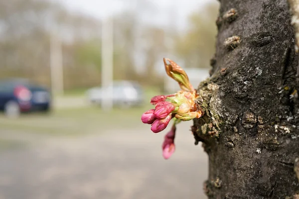 Florece en un tronco — Foto de Stock