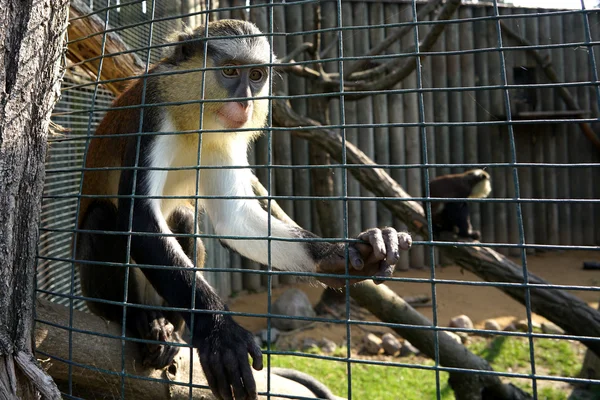 Ketrecbe zárt majom az állatkertben — Stock Fotó