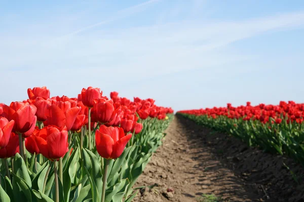 Red tulips in a field — Stock Photo, Image