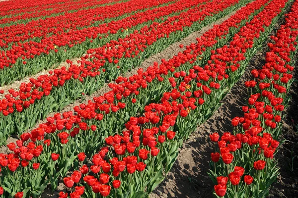 Röda tulpaner i ett fält — Stockfoto