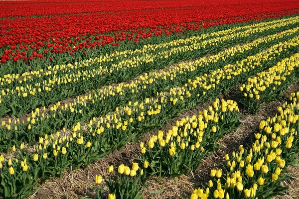 Tulips in a field — Stock Photo, Image