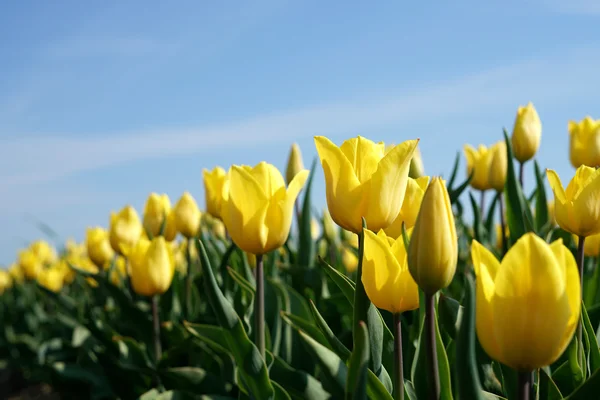 Yellow tulips in a field — Stock Photo, Image