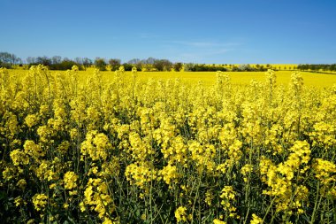 çiçek açması kolza tohumu alan 