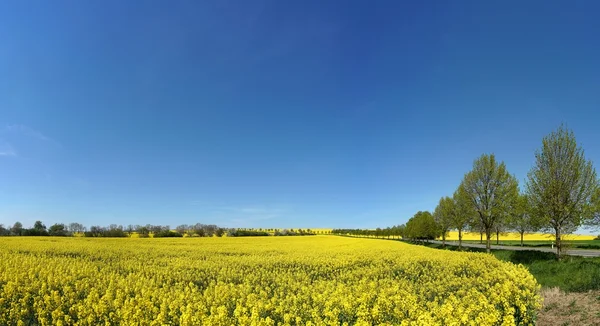 Kwitnąca Rzepakowego pola — Zdjęcie stockowe