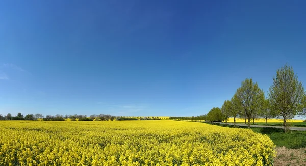 Bloeiende koolzaad veld — Stockfoto