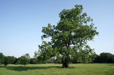 Magdeburg bir parkta karaağaç 