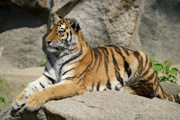 Tiger i ett zoo — Stockfoto