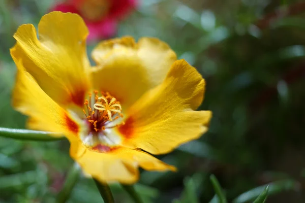 Portulaca grandiflora in summer — Stock Photo, Image