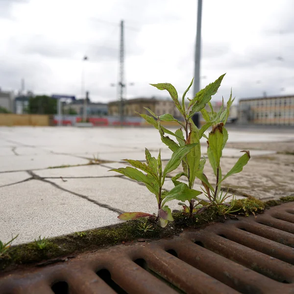 Kamp för överlevnad — Stockfoto