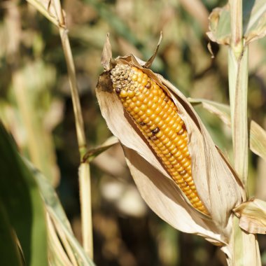 Mısır koçanı Güz