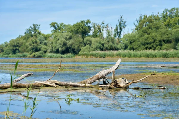 Gamla Loppet Floden Elbe Zuwachs Kulzauer Forst Naturreservat Nära Samhället — Stockfoto