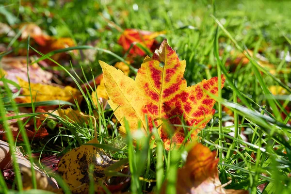 Maple Leaf Colourful Autumn Colouring Meadow — Stock Photo, Image