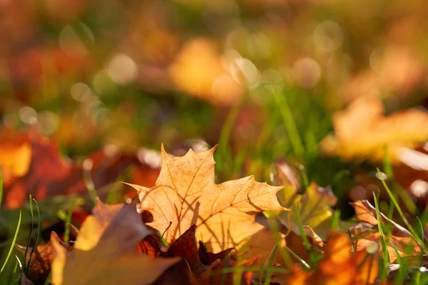 가을에는 아름다운 색깔의 나뭇잎이 초원에 있습니다 — 스톡 사진