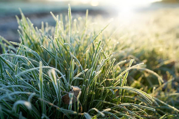 Grass on a meadow on an icy cold morning in winter