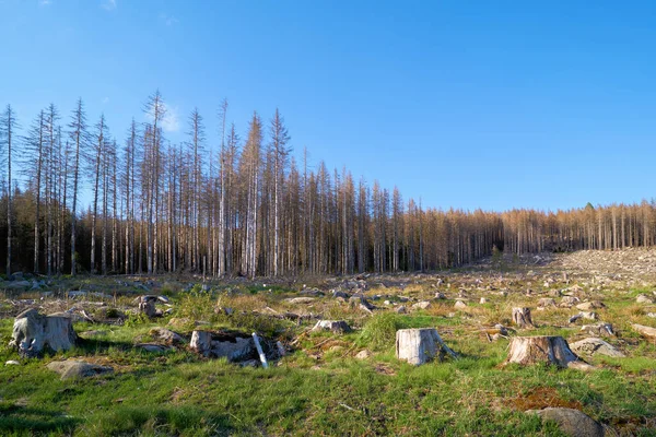 Deforested Forest Schierke Harz National Park Germany Foot Brocken Mountain — Stock Fotó