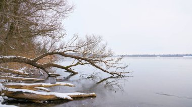 Barleber Gölü 'nde ağaçlı kış manzarası. Almanya' da Magdeburg yakınlarında.                               