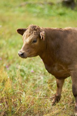  Almanya 'nın Magdeburg yakınlarındaki Elbe Nehri üzerindeki Zuwachs-Kuelzauer Ormanı' nda manzara bakımı için kullanılan inekler.                              