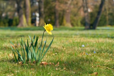  Baharda Magdeburg yakınlarındaki Herrenkrugpark 'taki bir çayırda nergis (Narcissus pseudonarcissus)                              
