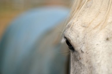  Çiftlikteki at gözünü metin boşluğu ile kapat                              