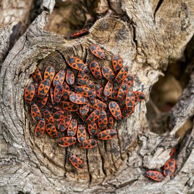  Bir kireç ağacının gövdesinde ateş böceklerinin (Pyrrhocoris apterus) birikmesi                                