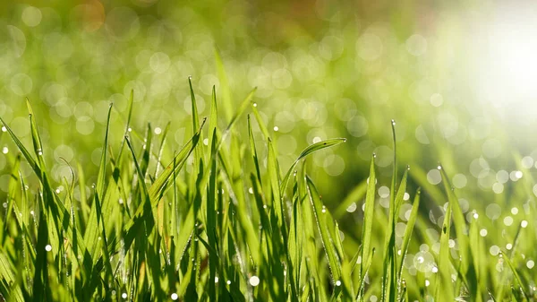 Herbe Avec Gouttes Rosée Sur Une Prairie Tôt Matin Lever — Photo