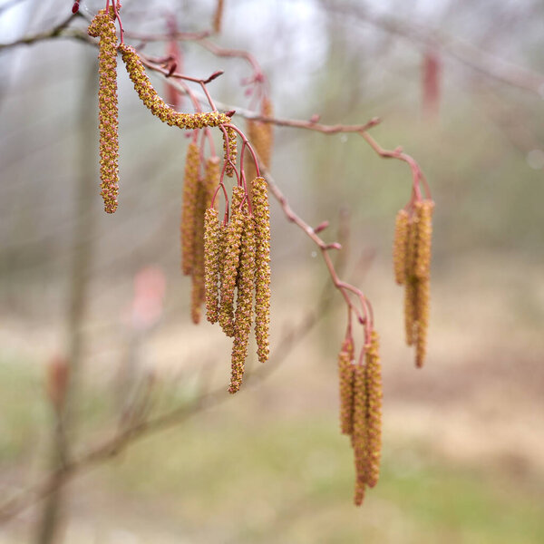 Мужские цветы серой ольхи (Alnus incana) во время полета пыльцы весной на озере                               