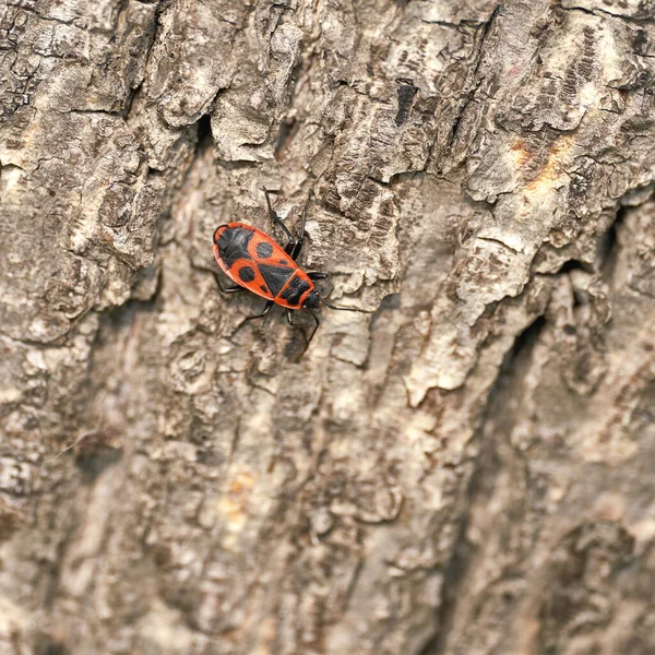 石灰树树干上的单个火虫 Pyrrhocoris Apterus — 图库照片