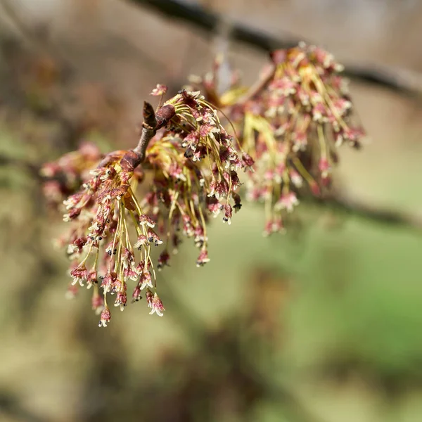 Flower Fluttering Elm Ulmus Laevis Spring Banks Elbe Magdeburg — Stock Photo, Image