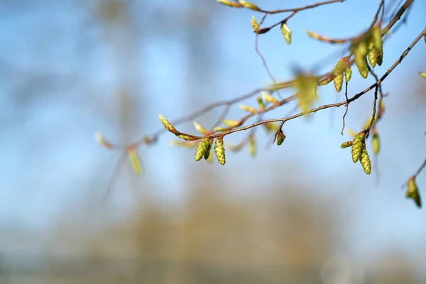 Lkbaharda Almanya Bir Parkta Boynuz Işınının Carpinus Betulus Enfloresansı — Stok fotoğraf