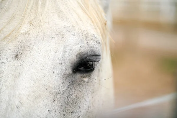 Close Van Het Oog Van Een Enkel Paard Een Boerderij — Stockfoto