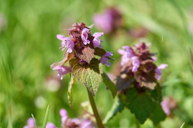   İlkbaharda bir parktaki çayırda çiçek açan ölü ısırgan otu (Lamium purpureum)                             