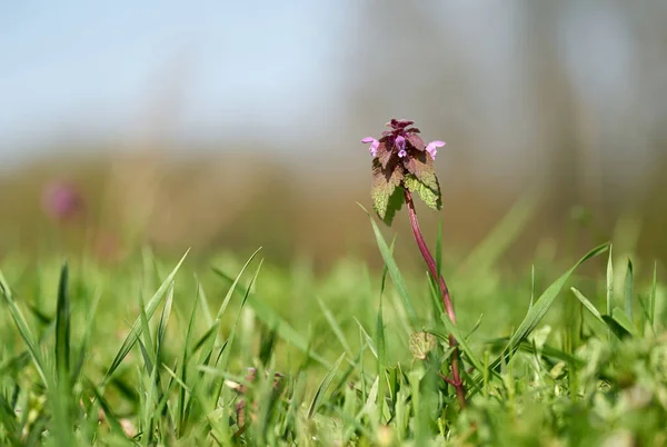 Flowering Deadnettle Lamium Purpureum Meadow Park Springtime — Stock Photo, Image