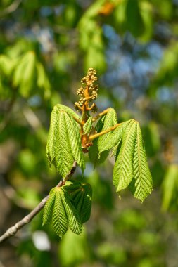  Almanya 'da Magdeburg yakınlarındaki bir parkta baharda at kestanesi (Aesculus) çiçeği                              