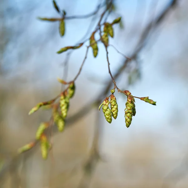 德国一个公园的角梁 Carpinus Betulus 在春季开花 — 图库照片