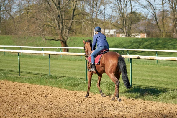 Treino Cavalos Cavaleiros Hipódromo Herrenkrug Perto Magdeburg — Fotografia de Stock