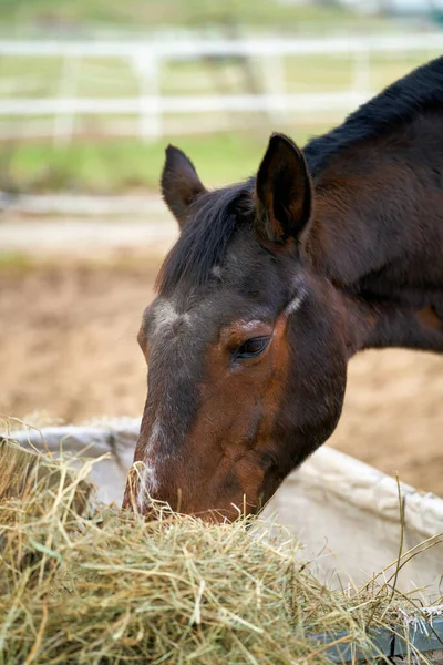 Horse Eating Hay Farm Herrenkrug Magdeburg Germany — Stock Photo, Image