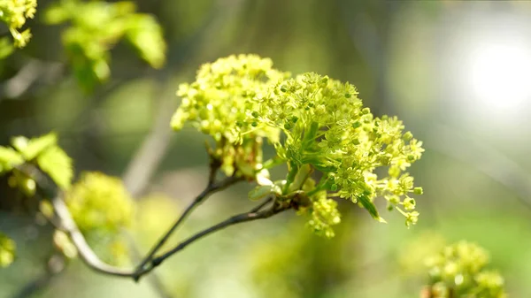 春の森の中のノルウェーカエデ プラタノイド の花序 — ストック写真