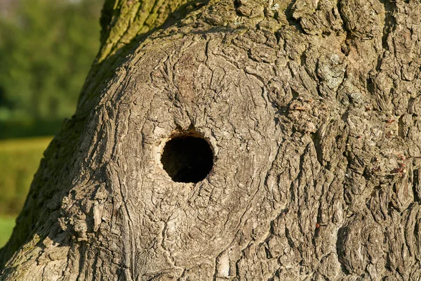 Дырка Старом Кленовом Дереве Служит Гнездом Птиц Парке — стоковое фото