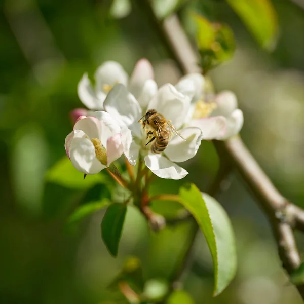 Bin Pollinerar Blomma Från Ett Päronträd Trädgård Våren — Stockfoto