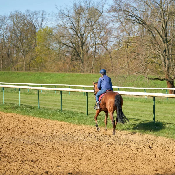 Paarden Ruitertraining Een Renbaan — Stockfoto