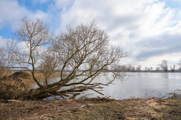 Willow Stranden Floden Elbe Nära Magdeburg Våren — Stockfoto