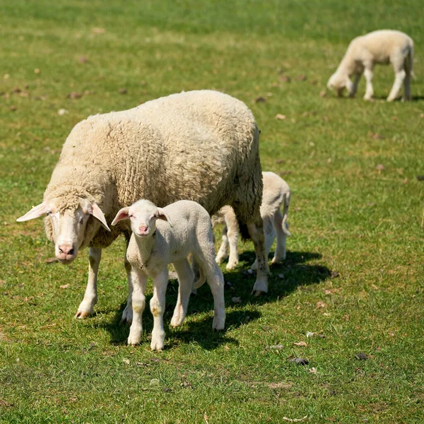 Troupeau Moutons Pour Entretien Paysage Sur Une Prairie Herrenkrugpark Près — Photo