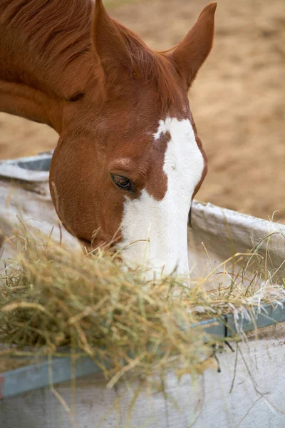 Cavalo Comendo Feno Uma Fazenda Herrenkrug Perto Magdeburg Alemanha — Fotografia de Stock
