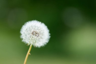 Karahindiba (Taraxacum mezhebi. Yazın yeşil arka planlı bir çayırda.                               