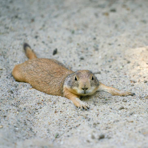 Zwarte Prairiehond Cynomys Ludovicianus Liggend Het Zand Rustend Een Hete — Stockfoto