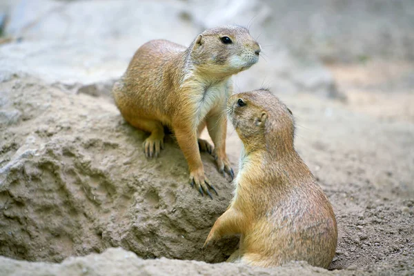 Two Black Tailed Prairie Dogs Cynomys Ludovicianus Front Entrance Den — Stock Photo, Image